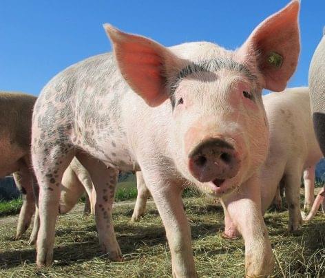 The export and import of live pigs also decreased