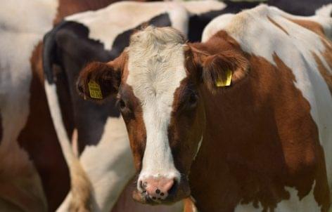 AM: meghosszabbodik a szarvasmarha tej-állatjóléti felhívás kötelezettségvállalási időszaka