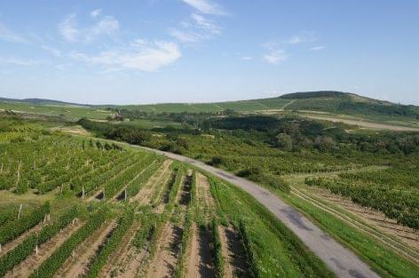 Megkezdték a szerződéskötést a Tokaj-hegyaljai szőlőtermesztőkkel