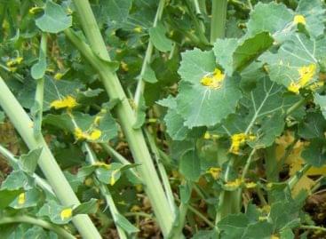Agrometeorology: the developing canola would need rain a lot