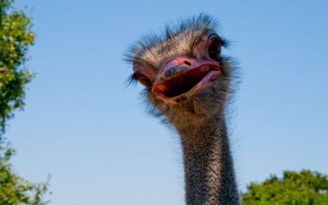 Crisis in the ostrich industry in Hungary