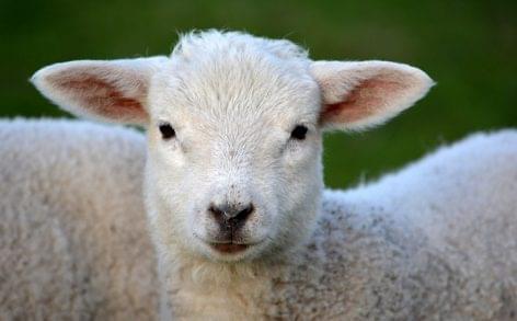 Az idén várhatóan kisebb lesz a húsvéti bárányexport a tavalyinál