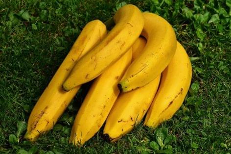Gombafertőzés végezhet a kolumbiai banánnal