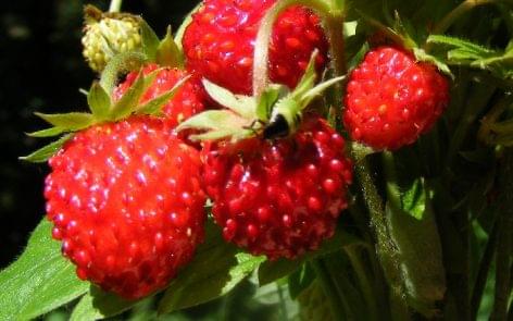 Strawberry counter drone helps to estimate the yield