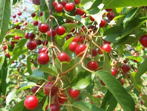 A new sour cherry variety can fulfill our daily vitamin C intake
