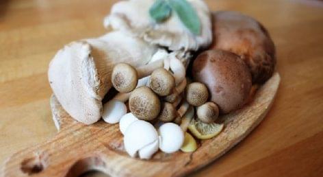Mushroom guide