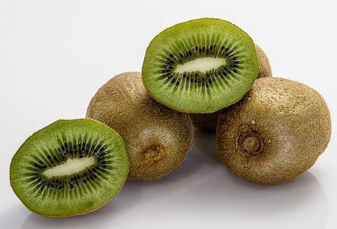 Kiwi is cultivated with large-scale methods in Zala successfully