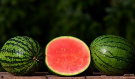 Growers are ready for the melon season