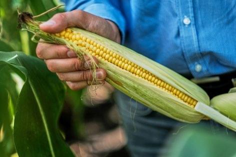There is a strong demand for sweetcorn in Europe