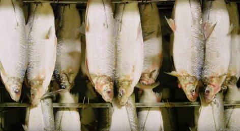Fish-smoking within a minute – Video of the day