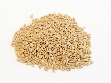 New wheat opened at 42,800 forints in July