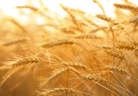 International demand for high-quality Hungarian cereal crops