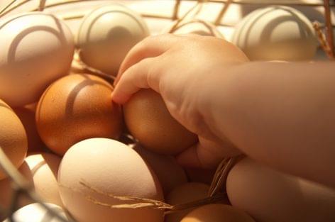 Biztonságot adhat a védjegyes tojás