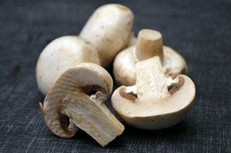 Common mushroom and oyster mushroom are the most popular