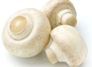 The Hungarian Chamber of Agriculture expects the domestic mushroom market to stabilize in the coming months