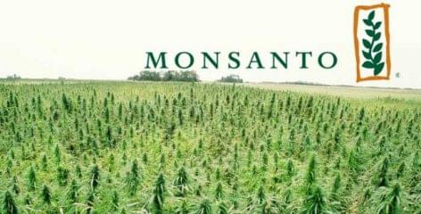 The US authorities are not in the way of the Bayer-Monsanto merger