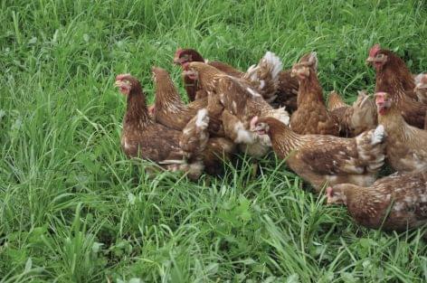 SPAR to stop selling eggs from caged hens
