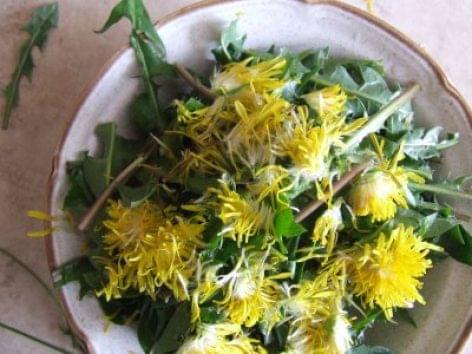 Főzzön ehető virágokból – A kert csupa pitypang