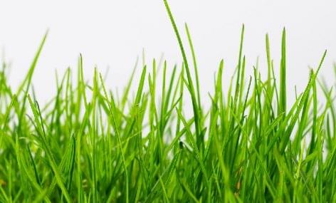 Most organic farms produce grass