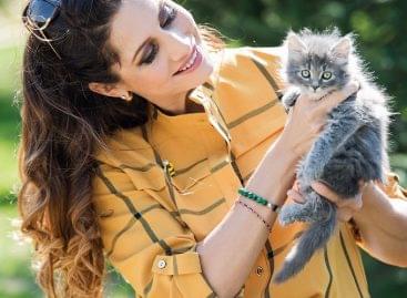 Stars joined for the happiness of cats