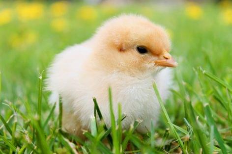Poultry breeders want to start a price guarantee fund