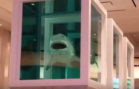 Hatméteres cápa a Las Vegas-i étteremben – A nap videója