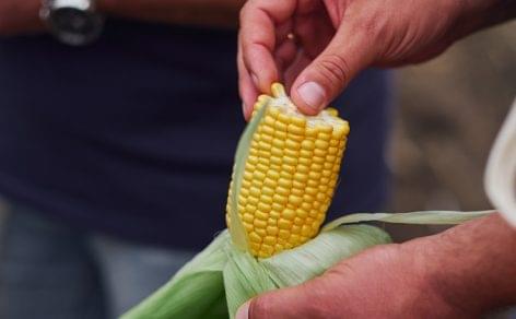 Syngenta: crop prospects are good in the Hungarian sweetcorn sector