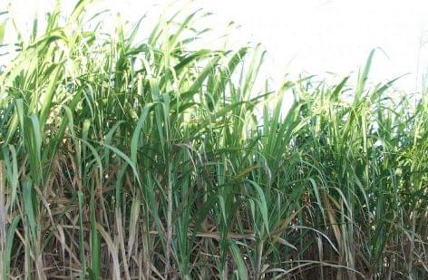 Ethanol is produced instead of sugar by Brazilians