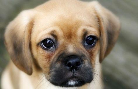 British pet shops are no longer selling puppies and kittens