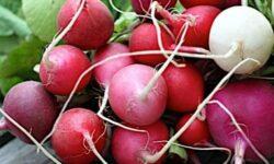 Debrecen radishes and wheat are already growing on the International Space Station