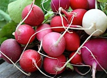 Debrecen radishes and wheat are already growing on the International Space Station