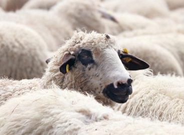 A könnyű és a nehéz bárány termelői ára is növekedett