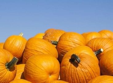 Thousands of visitors are expected to visit the 15th pumpkin festival in the Őrség