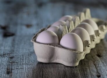 Hogyan tároljuk a tojást? – Hasznos tanácsok a Nébih-től
