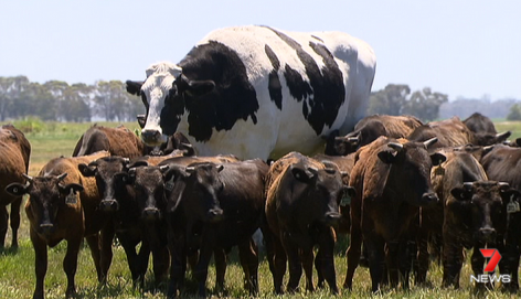 The world’s largest cattle can be found in Australia