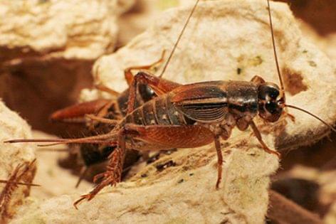 Edible crickets were found in Kenya
