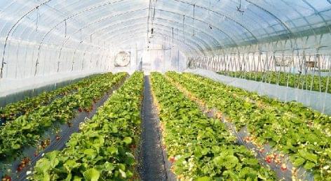 Nőtt az üvegházi zöldségek termelése Oroszországban