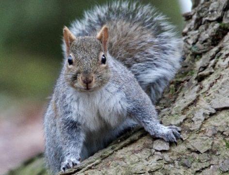 Squirrel meat is popular in London