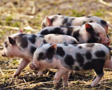 Procedure against pig diseases developed by Hungarians