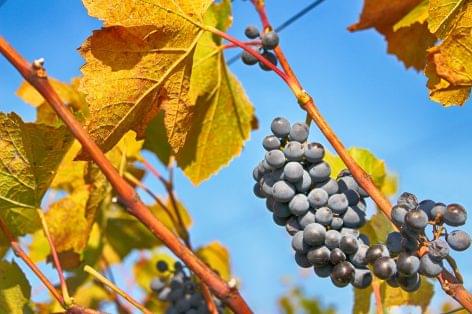 Priority given to developing the viticulture and winemaking sector