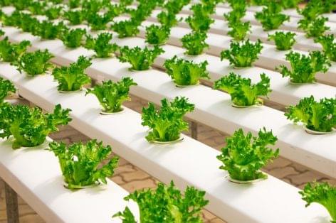 Áruházaiban termesztett salátát árulna az IKEA