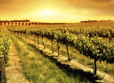 Spanyolország, a fenntartható borok földje