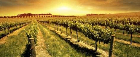 Spanyolország, a fenntartható borok földje