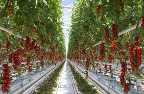 Nagy István: az üvegházak komoly erőforrást jelentenek a hazai zöldségtermesztésben