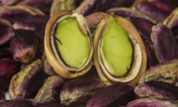Pisztáciaboom a világban – sok helyen kedvenc snack lesz