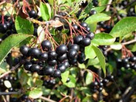 The pálinka of the year is made of black rowan
