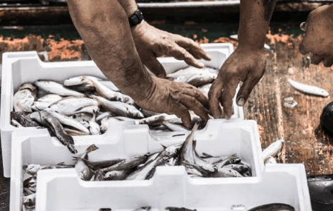 The impact of microplastics on food safety: the case of fishery and aquaculture products