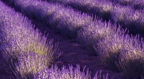 Ministry of Agriculture: the lavender harveszing campaign was successful again in Tihany this year