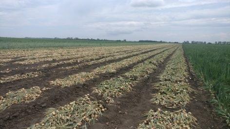 The Hungarian onion growers will fight with the imports