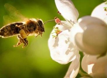 Beporzó programot indít a méhek védelméért a Lidl